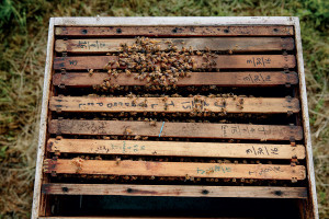 honeybee-farme-dates